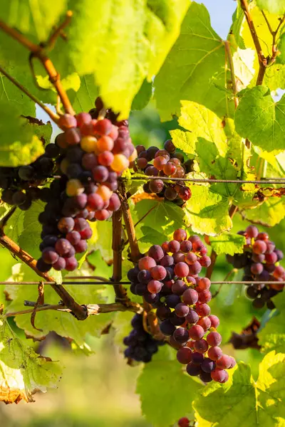 Kebun Anggur Dengan Palava Moravia Selatan Republik Ceko Stok Lukisan  