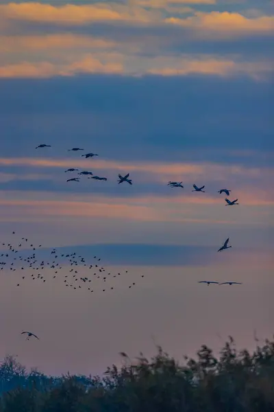 Turmă Păsări Macara Comună Migrație Parcul Național Hortobagy Patrimoniul Mondial fotografii de stoc fără drepturi de autor