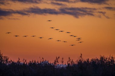 Kuş sürüsü, Common Crane, Hortobagy Ulusal Parkı, UNESCO Dünya Mirası Alanı, Puszta Avrupa, Macaristan 'daki en büyük çayır ve bozkır ekosistemlerinden biridir.