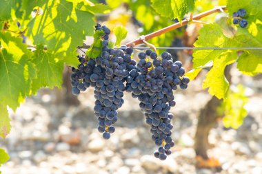 Vineyards with Cabernet Sauvignon near Chateau Dauzac, Margaux, Medoc, Bordeaux, Aquitaine, France clipart