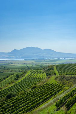 Palava altındaki üzüm bağları, Güney Moravya, Çek Cumhuriyeti