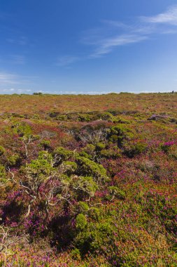 Cap de la Chevre, Crozon, Brittany, Fransa 'da manzara