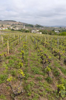 Beaujolais, Burgundy, Fransa 'da Julienas yakınlarındaki bahar üzüm bağları