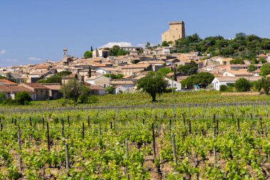 Typical vineyard with stones near Chateauneuf-du-Pape, Cotes du Rhone, France clipart