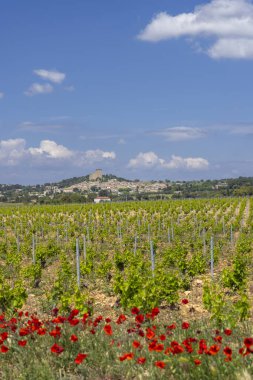 Chateauneuf-du-Pape yakınlarında taşları olan tipik üzüm bağları, Cotes du Rhone, Fransa