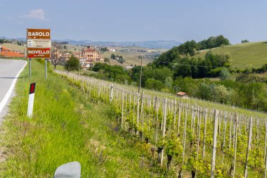 Barolo yakınlarındaki tipik üzüm bağları, Barolo şarap bölgesi, Cuneo ili, Piedmont bölgesi, İtalya