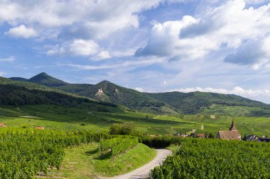 Ribeauville yakınlarındaki Hunawihr yakınlarındaki tipik üzüm bağları Riquewihr, Haut-Rhin, Grand Est bölgesi, Alsace, Fransa