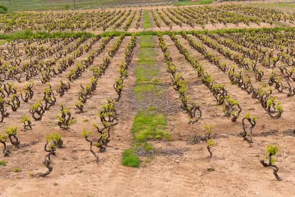 Beaujolais, Burgundy, Fransa 'da Julienas yakınlarındaki bahar üzüm bağları