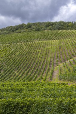 Thann, Haut-Rhin, Grand Est, Alsace, Fransa 'daki tipik Grand Cru üzüm bağları.