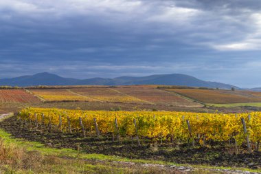 Eğer yakınlarındaki sonbahar üzüm bağı, Matra a Bukk dağları, Heves, Macaristan