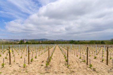 Beaujolais, Burgundy, Fransa 'da Julienas yakınlarındaki bahar üzüm bağları