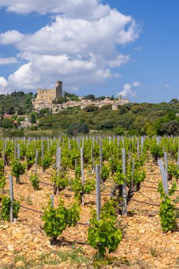 Chateauneuf-du-Pape yakınlarında taşları olan tipik üzüm bağları, Cotes du Rhone, Fransa