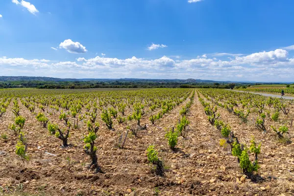 stock image Typical vineyard with stones near Chateauneuf-du-Pape, Cotes du Rhone, France