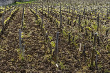 Typical vineyards near Clos de Vougeot, Cote de Nuits, Burgundy, France clipart