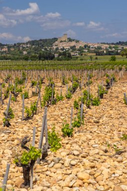 Chateauneuf-du-Pape yakınlarında taşları olan tipik üzüm bağları, Cotes du Rhone, Fransa