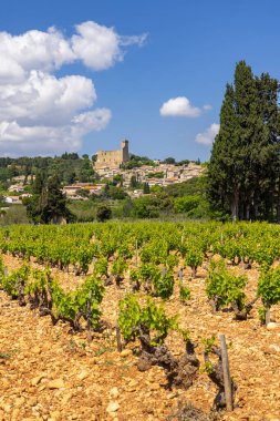 Chateauneuf-du-Pape yakınlarında taşları olan tipik üzüm bağları, Cotes du Rhone, Fransa