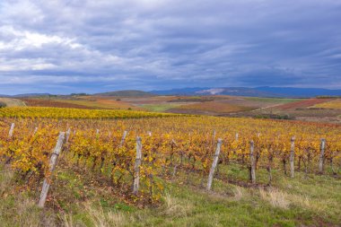 Eğer yakınlarındaki sonbahar üzüm bağı, Matra a Bukk dağları, Heves, Macaristan