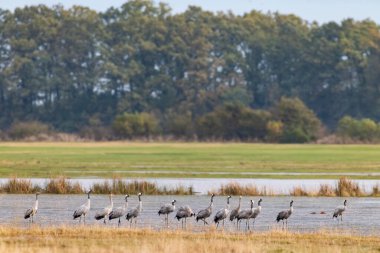 Kuş sürüsü, Common Crane, Hortobagy Ulusal Parkı, UNESCO Dünya Mirası Alanı, Puszta Avrupa, Macaristan 'daki en büyük çayır ve bozkır ekosistemlerinden biridir.