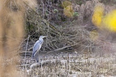 Gri balıkçıl (Ardea cinerea) Çek Cumhuriyeti, Güney Moravya, Podyji Ulusal Parkı yakınlarında