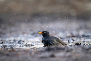 Çek Cumhuriyeti 'nin Merkez Bohemya kentinde Blackbird (Turdus merula)