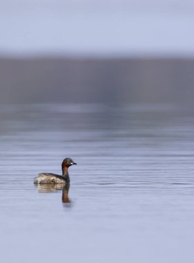 Küçük yunus (Tachybaptus ruficollis), Dehtar havuzu, Güney Bohemya, Çek Cumhuriyeti