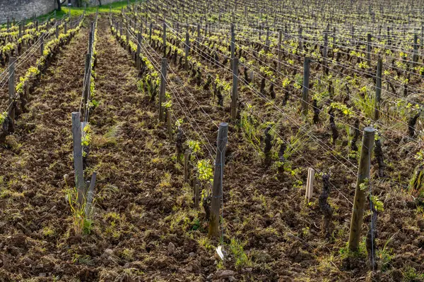 stock image Typical vineyards near Clos de Vougeot, Cote de Nuits, Burgundy, France