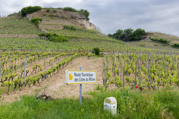 stock image Typical vineyard with Wine road (Route Touristique des Cotes du Rhone) near Tain l'Hermitage, Cotes du Rhone, France