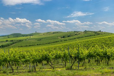 Palava altındaki üzüm bağları, Güney Moravya, Çek Cumhuriyeti
