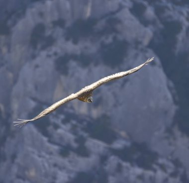 Fransa 'nın Provence kentindeki Verdon Nehri Kanyonu' nda (Verdon Gorge) Griffon akbabası