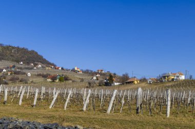 vineyard in Somlo (Somlyo) hill, Veszprem county, Hungary clipart