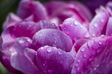 Macro shot of tulip with water drops, Keukenhof flower garden, Lisse, Netherlands