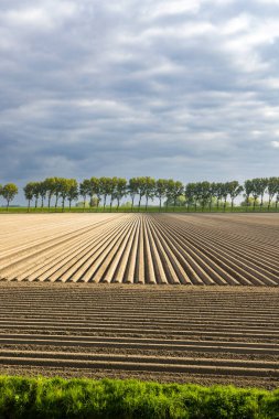 Spring view of potato field just after planting, Netherlands