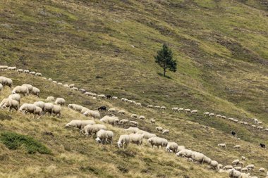 Tipik Portillo de Eraize ve Col de la Pierre St Martin yakınlarındaki koyunlar, İspanya 'nın Pireneler kentindeki Fransız sınırı.