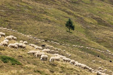 Sheep in typical  landscape near Portillo de Eraize and Col de la Pierre St Martin, Spanish French border in the Pyrenees, Spain clipart