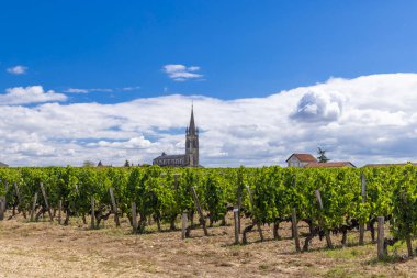 Pomerol, Aquitaine, Fransa yakınlarındaki tipik üzüm bağları