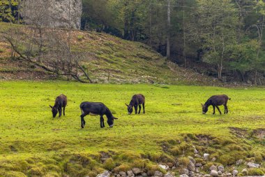 Soca nehri yakınlarındaki tipik manzara, Triglavski ulusal parkı, Slovenya