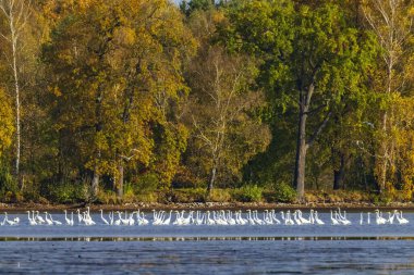 Beyaz balıkçıl (Ardea alba, Egretta alba), Trebonsko bölgesinde sonbahar manzarası, Güney Bohemya, Çek Cumhuriyeti