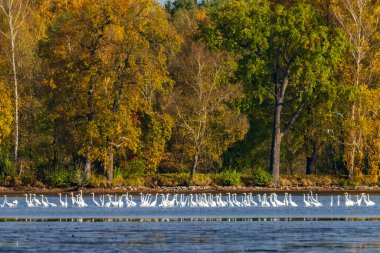 White heron, (Ardea alba, Egretta alba), autumn landscape in Trebonsko region, Southern Bohemia, Czech Republic clipart