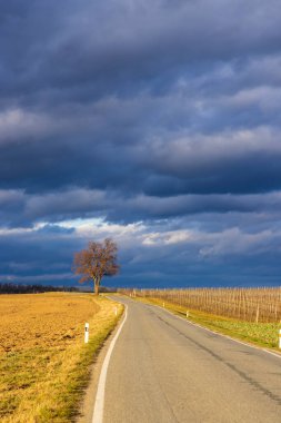 Yol bir tarla ve üzüm bağıyla çevrili.