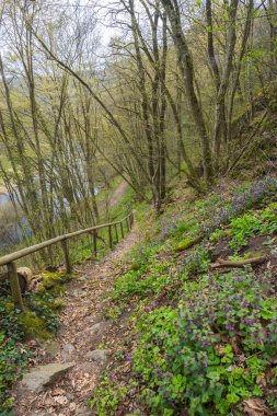 Uberstieg yakınlarındaki manzara, Ulusal Park Thayatal, Aşağı Avusturya, Avusturya