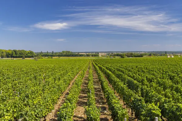 Stock image Typical vineyards near Clos de Vougeot, Cote de Nuits, Burgundy, France