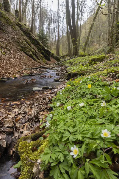 stock image Typical landscape near Burg Kaja and Merkersdorf, National park Thayatal , Lower Austria, Austria