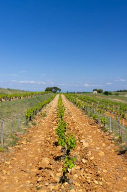 Chateauneuf-du-Pape yakınlarında taşları olan tipik üzüm bağları, Cotes du Rhone, Fransa