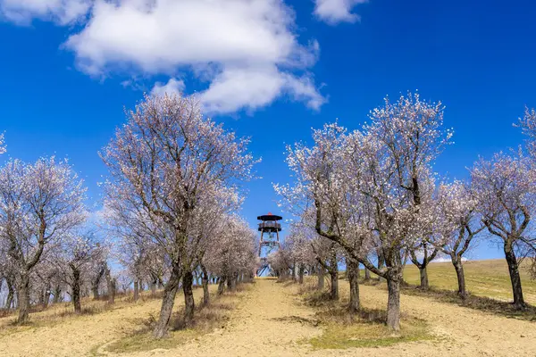 stock image Almond tree orchard in Hustopece, South Moravia, Czech Republic