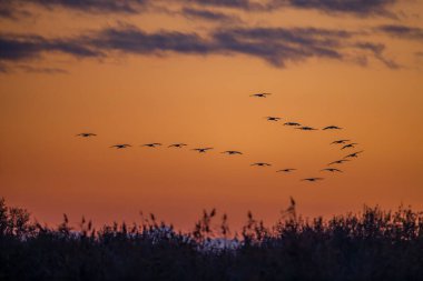 Kuş sürüsü, Common Crane, Hortobagy Ulusal Parkı, UNESCO Dünya Mirası Alanı, Puszta Avrupa, Macaristan 'daki en büyük çayır ve bozkır ekosistemlerinden biridir.