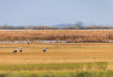 Kuş sürüsü, Common Crane, Hortobagy Ulusal Parkı, UNESCO Dünya Mirası Alanı, Puszta Avrupa, Macaristan 'daki en büyük çayır ve bozkır ekosistemlerinden biridir.