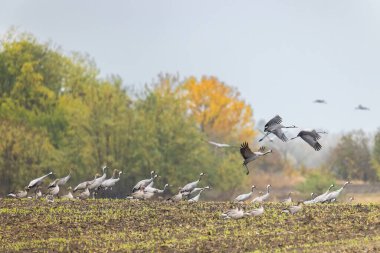 Kuş sürüsü, Common Crane, Hortobagy Ulusal Parkı, UNESCO Dünya Mirası Alanı, Puszta Avrupa, Macaristan 'daki en büyük çayır ve bozkır ekosistemlerinden biridir.