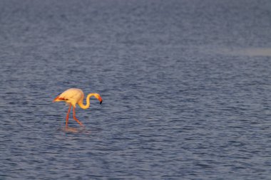 Flamingo in Parc Naturel bölgesel de Camargue, Provence, Fransa