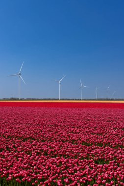 Lale tarlasına sahip rüzgar türbinleri, Kuzey Hollanda, Hollanda