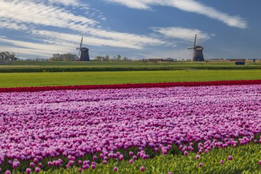 Field of tulips with Ondermolen windmill near Alkmaar, The Netherlands